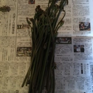 たらの芽＆わらびセットの画像