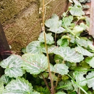 蕾付きユキノシタ1株