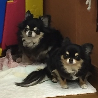 犬のお世話 犬舎掃除