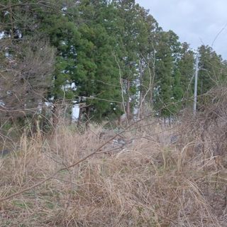 ハーベスタを使った杉の伐採作業