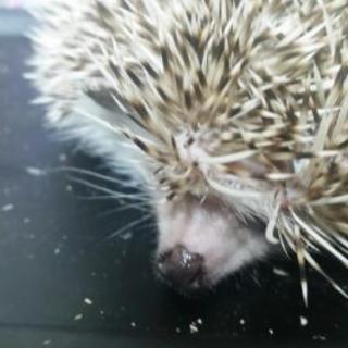 ハリネズミ友達