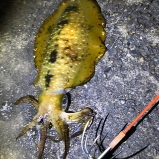 釣り