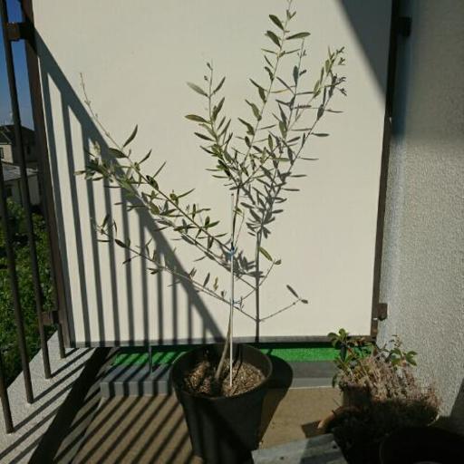 オリーブの木 鉢植え
