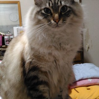 助けてください !!  猫を探しています。
