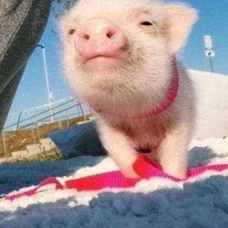 ブタ🐷好きさん集まれ〜豚コレラに負けるな沖縄
