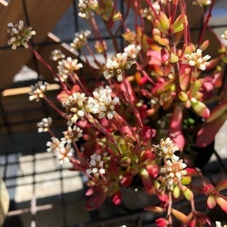 多肉植物 名称不明の画像