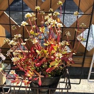 多肉植物 名称不明の画像