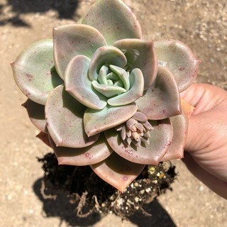 多肉植物 バイネシーの画像