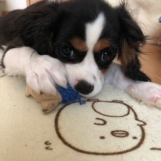 沢山のご応募ありがとうございます！一旦締め切らせていただきます