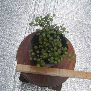 ワイヤープランツ