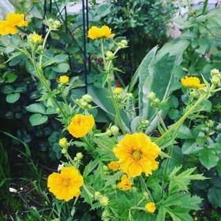 薬膳茶会 春のオープンガーデン ブレンド茶をお出しします！5月火曜・金曜日の画像