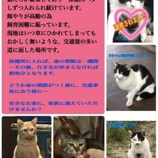 多頭飼育 放棄現場から里親募集❗️