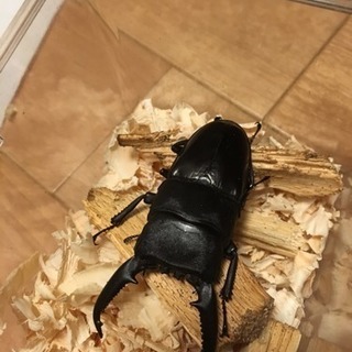 パラワンオオヒラタ♂単品