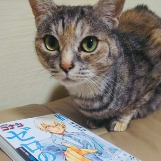 【里親募集】おとなしく穏やかな11歳の女の子
