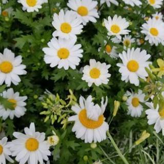 new...メンタル、雑談グルチャ、、、new