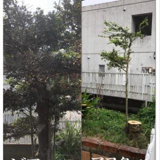 木の伐採、抜根、剪定はお任せください！ - 剪定/造園