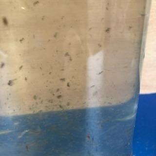 オオミジンコお譲りします  ②の画像