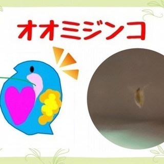 オオミジンコお譲りします  ②
