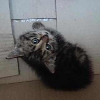 西尾張で猫の里親募集中！！