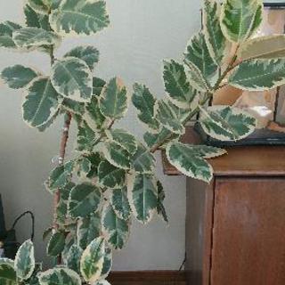 観葉植物差し上げます！ゴムの木・鉢ひび割れ。新しい鉢付けます。