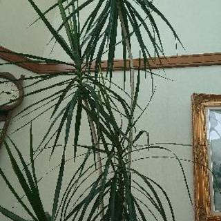 観葉植物差し上げます。真実の木、ドレセナ マジナータ