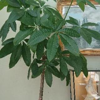 観葉植物差し上げます。パキラ