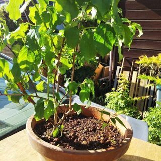 つるうめと、桜苗。差し上げます。