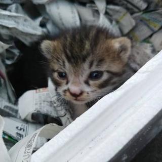 産まれたばかりの子猫