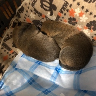 里親募集！産まれて2週間程の柴犬です。