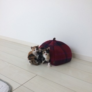 4月7日生まれの子猫たちの里親募集中