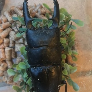 □パラワンオオヒラタクワガタ ♂101mm ♀49mm ペア