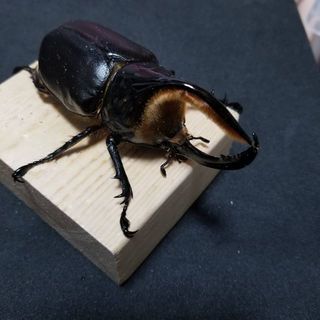 サタンオオカブト ペア