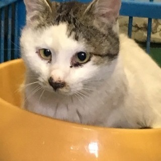 岩国 保健所収容。成猫 🍀譲渡されました🍀