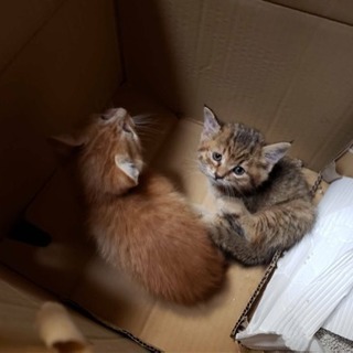 子猫よろしくお願いします