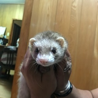 フェレット2歳