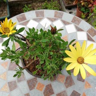 オステオ　黄色と裏側茶色