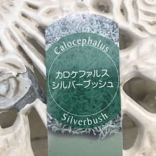 ケロケファルス シルハ一ブッシュの画像