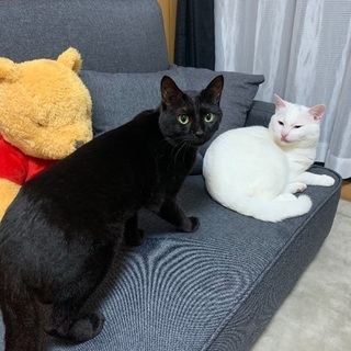 代理投稿:1歳のオス猫達