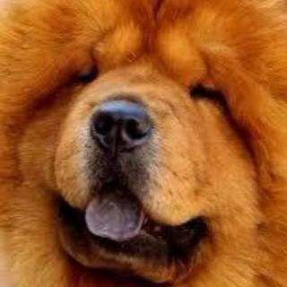 グルチャメンバー募集