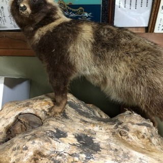 タヌキのはく製
