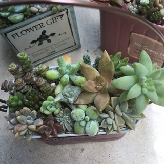 多肉 寄せ植えの画像