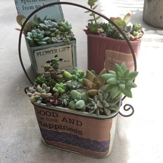 多肉 寄せ植えの画像