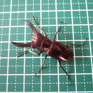 メタリフェルホソアカクワガタ　ペア②　【割引サービス有】