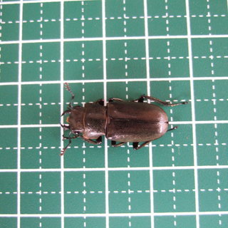メタリフェルホソアカクワガタ　ペア②　【割引サービス有】の画像