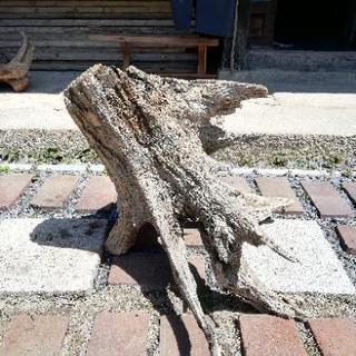 流木 50cmくらいの画像