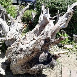流木 150cm 巨大