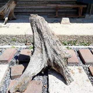 流木 50cm