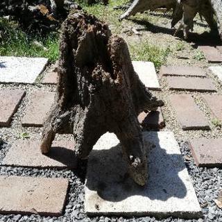 流木 40cmの画像