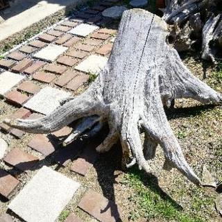 流木 60cm  