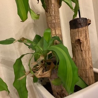 【受渡し予定者決定しました】幸福の木の画像